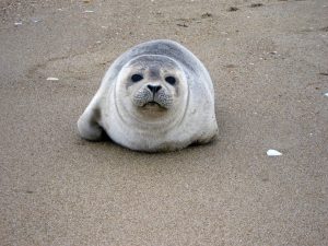 harbor seal at Virginia Beach aquarium